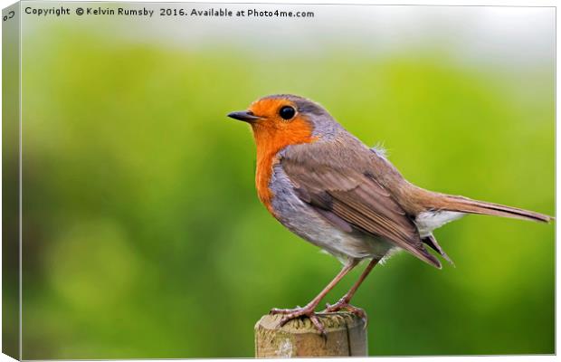 robin Canvas Print by Kelvin Rumsby