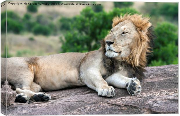 Wild African lion Canvas Print by Kelvin Rumsby