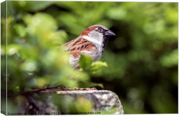 male house sparrow Canvas Print by Kelvin Rumsby