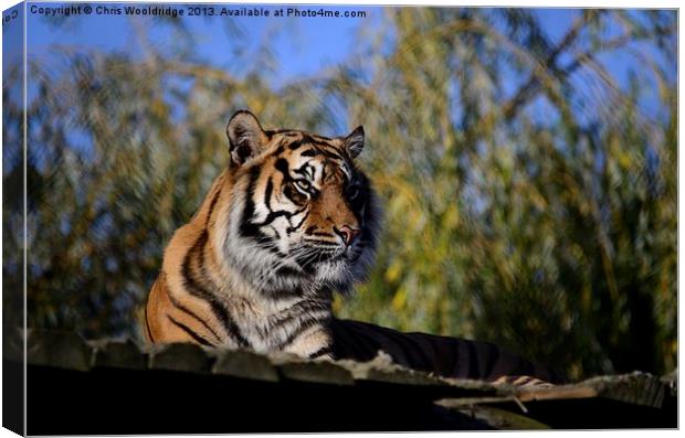 Posing Tiger Canvas Print by Chris Wooldridge