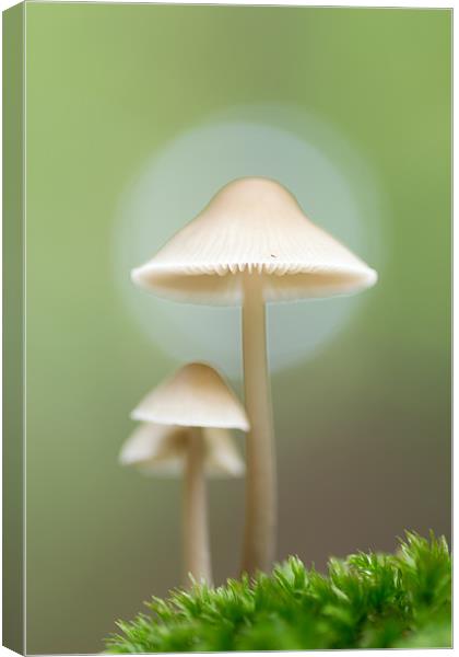 Family of Mushrooms Canvas Print by Maxim van Asseldonk