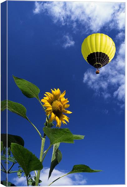 Balloon flying over sunflower Canvas Print by Peter Cope