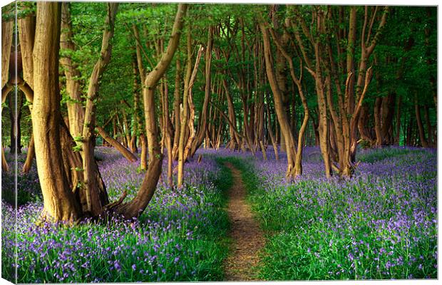 Sussex Bluebells Canvas Print by sam moore