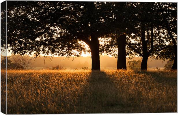 Morning Sunrise Canvas Print by sam moore