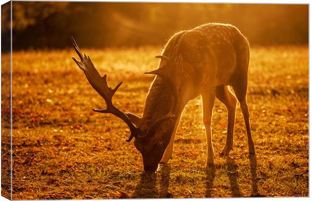 Sussex Deer at Sunrise Canvas Print by sam moore