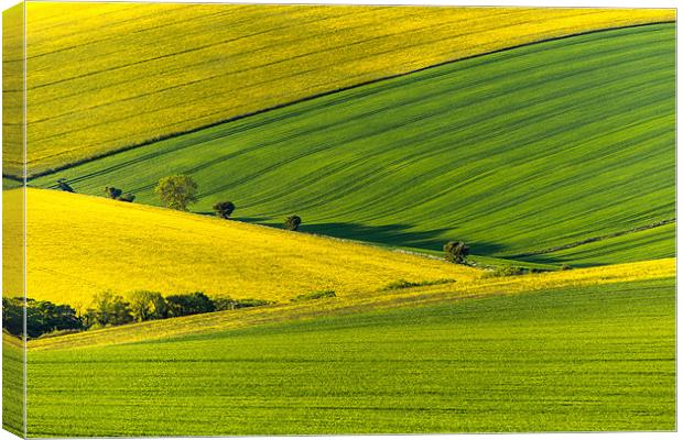 Yellow and Green Canvas Print by sam moore