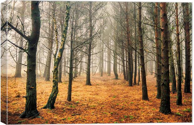 Ashdown Forest Canvas Print by sam moore