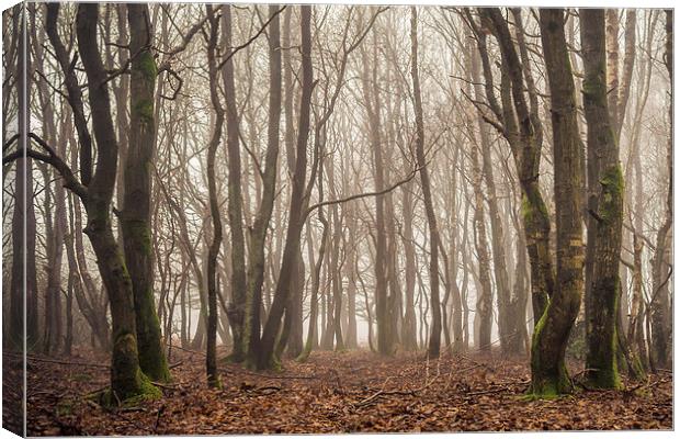 Ashdown Forest Canvas Print by sam moore