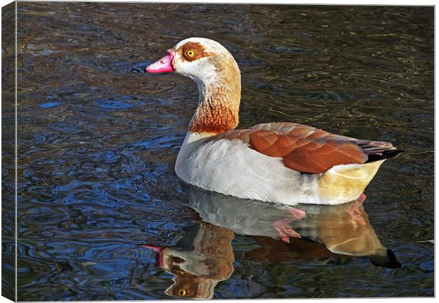 Egyptian Goose Canvas Print by Ian Duffield