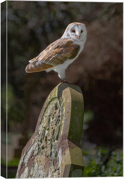 Barn Owl on Headstone Canvas Print by Ian Duffield