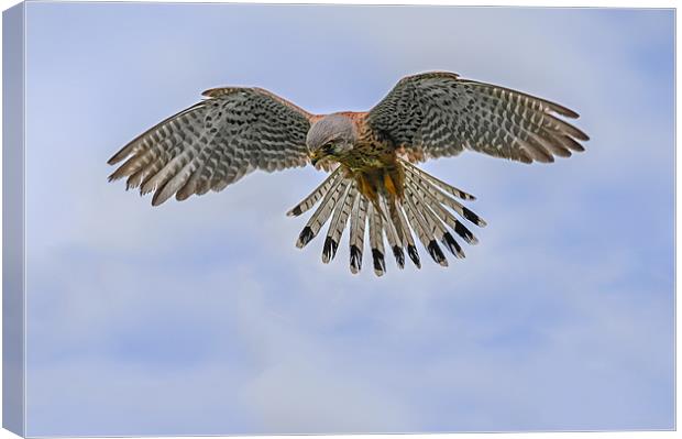 Windhover (Kestrel) in the sky Canvas Print by Ian Duffield