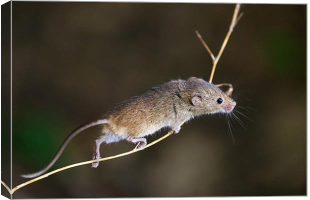 Harvest Mouse Highwire Act Canvas Print by Ian Duffield