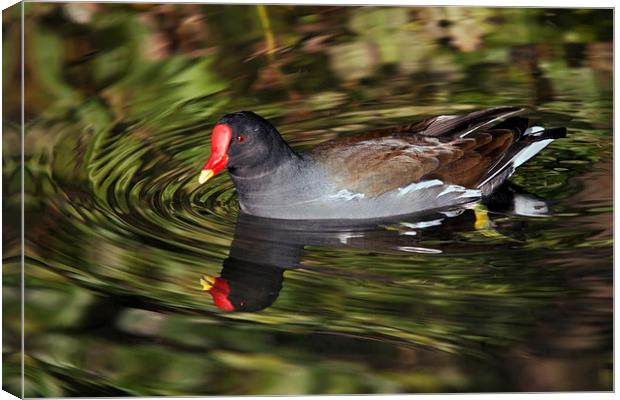 Glorious Moorhen and reflection Canvas Print by Ian Duffield