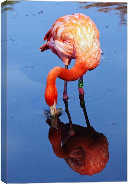 Flamingo reflection Canvas Print by Ian Duffield