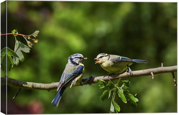 Blue tit feeding youngster Canvas Print by Ian Duffield