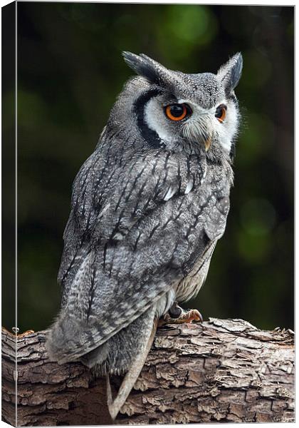 White-Faced Owl Canvas Print by Ian Duffield