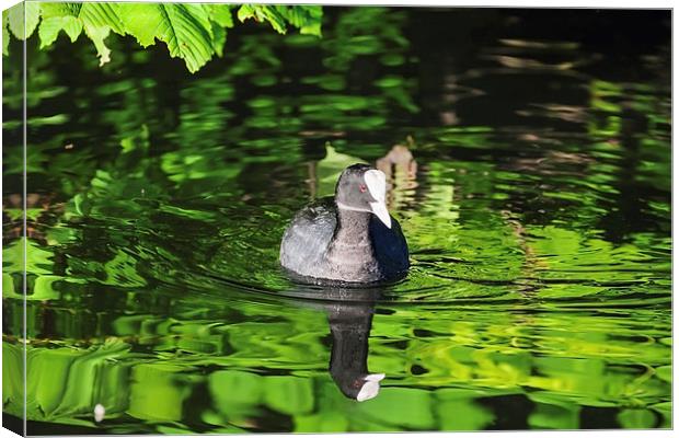 Coot on a river of green  Canvas Print by Ian Duffield