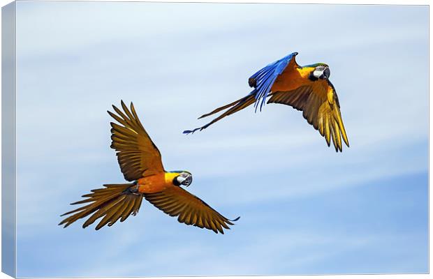  Colourful macaws in flight Canvas Print by Ian Duffield