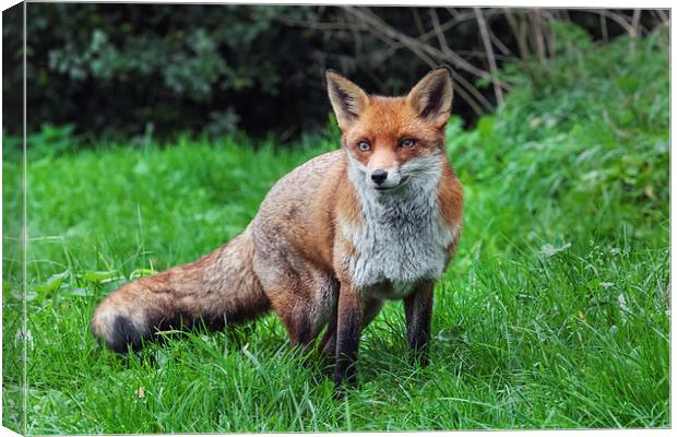  Wary red fox Canvas Print by Ian Duffield