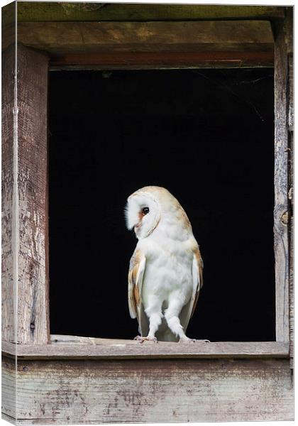 Barn Owl in barn window  Canvas Print by Ian Duffield