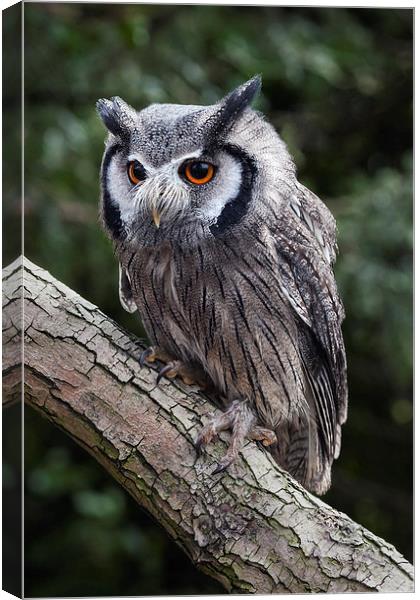  White-faced owl Canvas Print by Ian Duffield