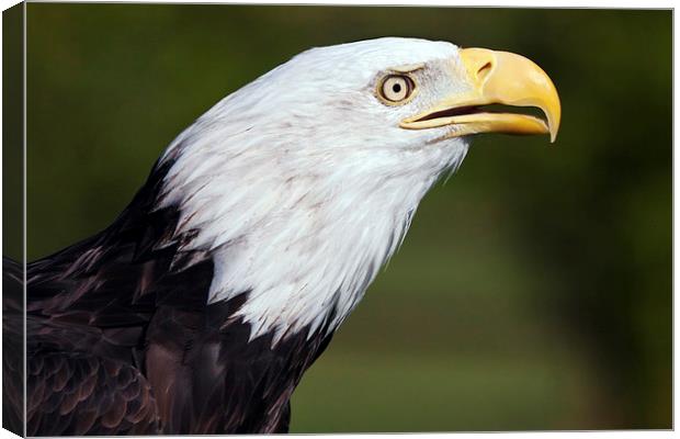  Bald Eagle Profile Canvas Print by Ian Duffield