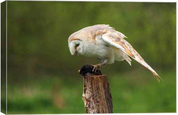 Barn owl contemplates lunch Canvas Print by Ian Duffield