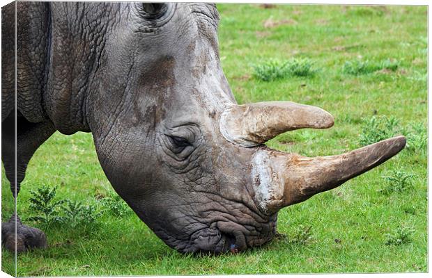  White rhinoceros head and shoulders Canvas Print by Ian Duffield