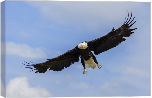  Bald eagle in flight. Canvas Print by Ian Duffield