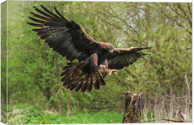  Golden eagle about to land. Canvas Print by Ian Duffield