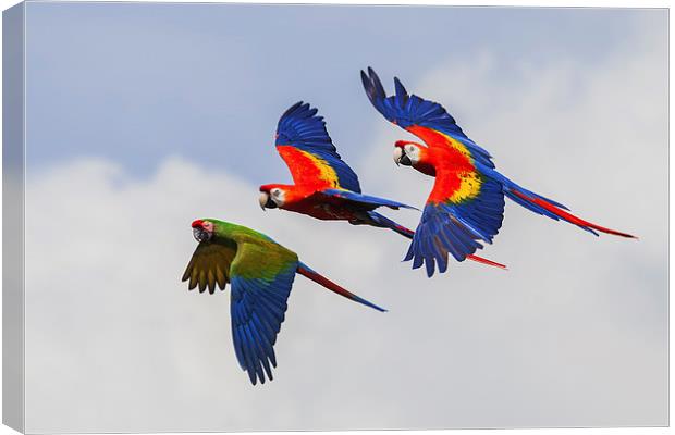  Multi-coloured macaws in flight, Canvas Print by Ian Duffield
