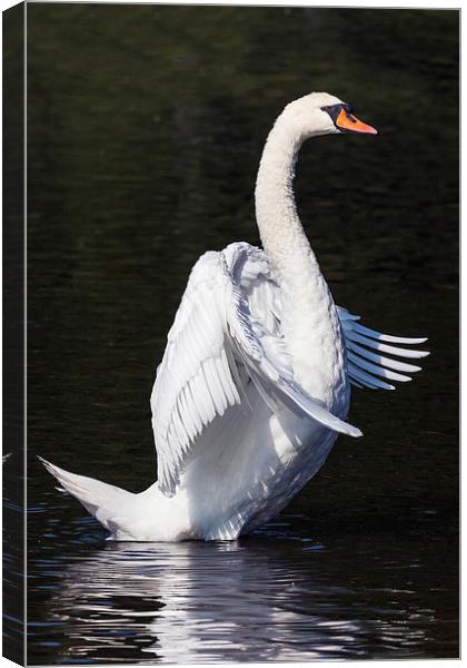 Standing Swan. Canvas Print by Ian Duffield