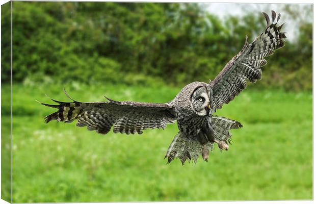  Great grey owl in flight. Canvas Print by Ian Duffield