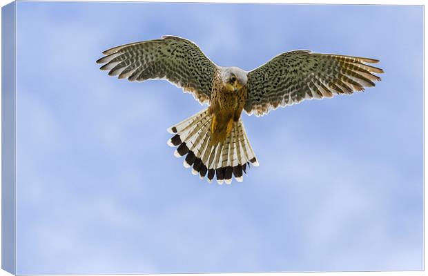  Kestrel hovering in a blue sky. Canvas Print by Ian Duffield