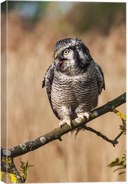  Northern Hawk Owl calling. Canvas Print by Ian Duffield