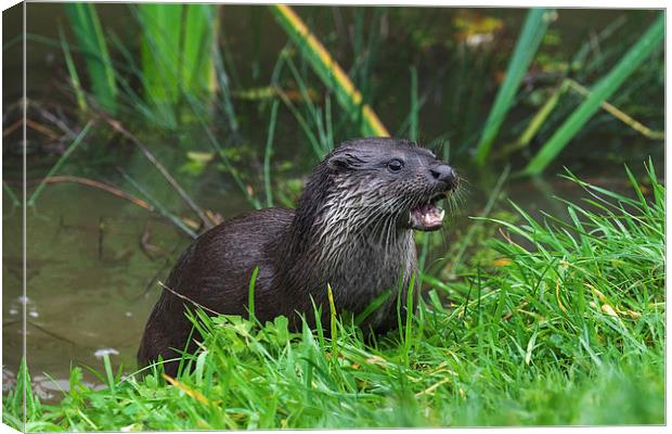  Otter emerging from the water Canvas Print by Ian Duffield
