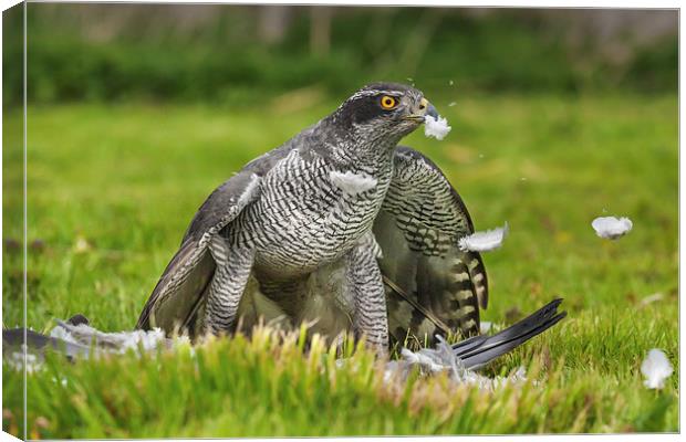 A plucking good time  Canvas Print by Ian Duffield