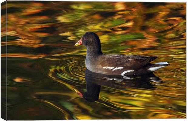  Moorhen swimming amongst amazing colours Canvas Print by Ian Duffield