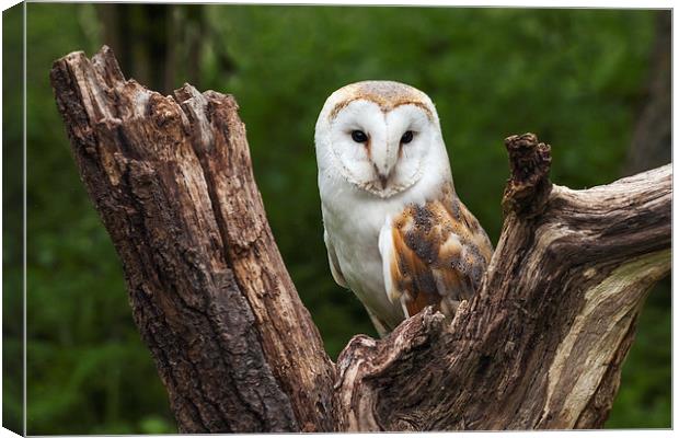 Barn owl perched in the fork of an old tree trunk Canvas Print by Ian Duffield