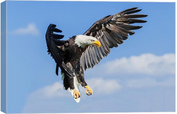 Bald Eagle coming down  Canvas Print by Ian Duffield