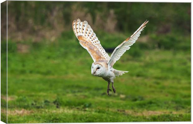 Barn owl quatering the fields.  Canvas Print by Ian Duffield