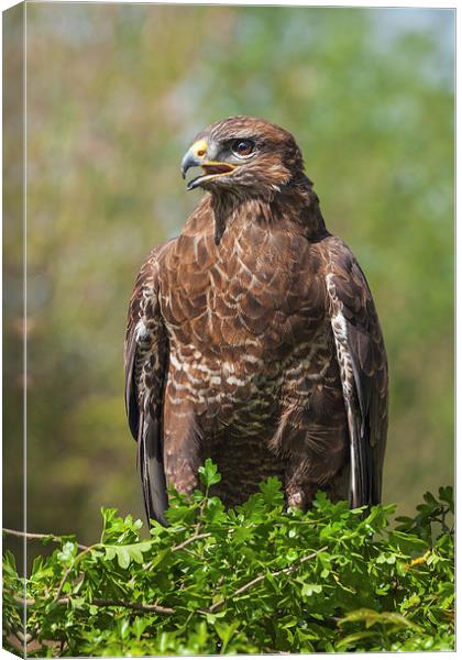  Buzzard perched in hawthorn. Canvas Print by Ian Duffield
