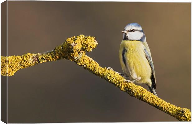  Blue tit standing on lichen covered branch Canvas Print by Ian Duffield