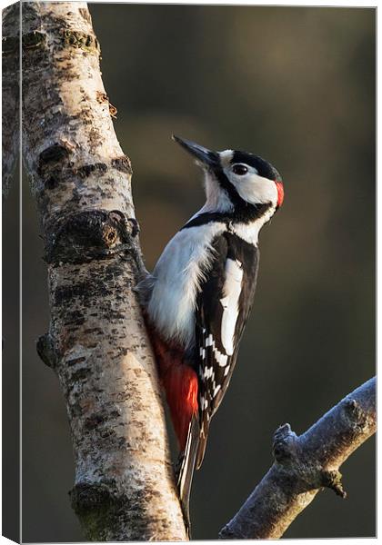  Greater Spotted Woodpecker on silver birch Canvas Print by Ian Duffield