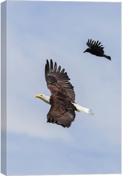 Bald Eagle flanked by a Carrion Crow Canvas Print by Ian Duffield