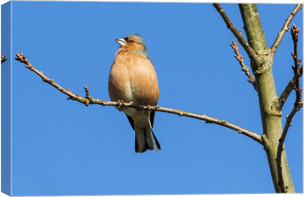 Male chaffinch singing heartily in the sunshine Canvas Print by Ian Duffield