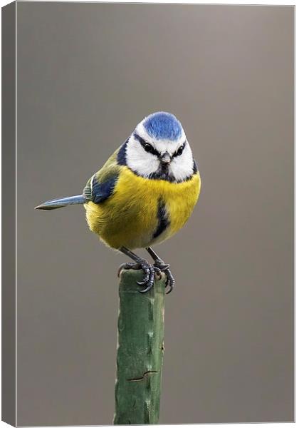  Blue tit atop a green pole Canvas Print by Ian Duffield