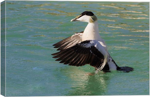  Eider in a flap Canvas Print by Ian Duffield