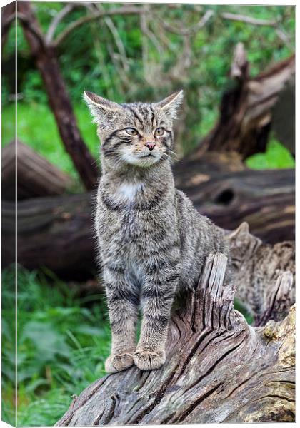 Scottish wildcat kitten on alert  Canvas Print by Ian Duffield