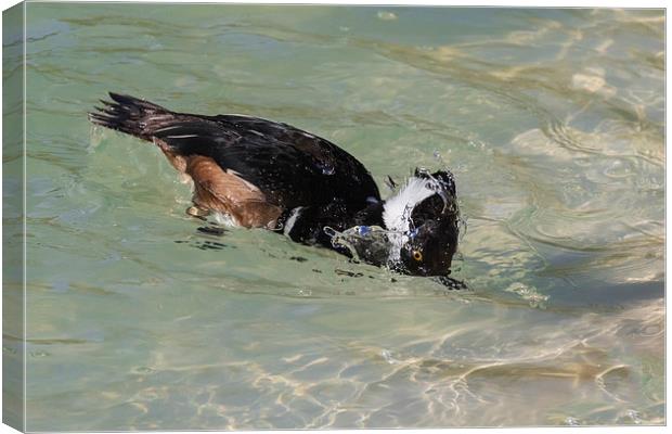  Hooded Merganser dipping its head in clear water Canvas Print by Ian Duffield